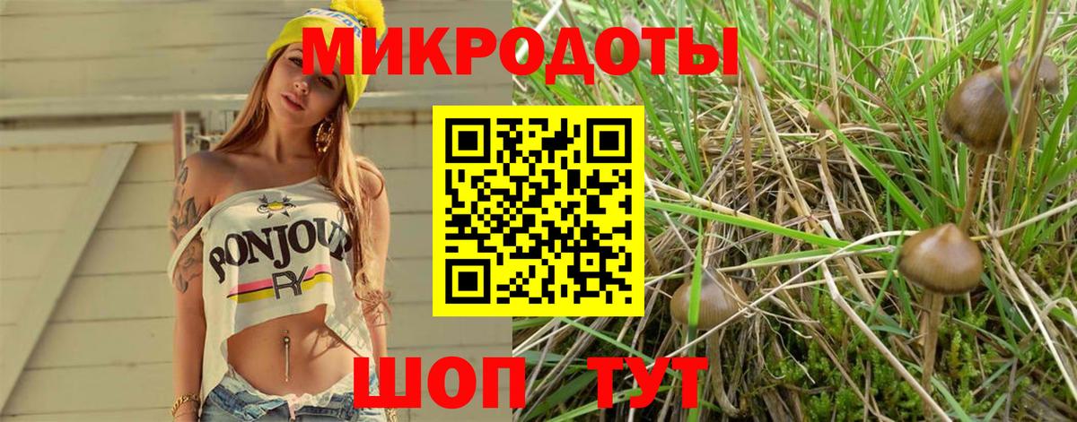Галлюциногенные грибы Psilocybe Ухта